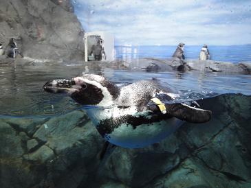 20110412新江ノ島水族館のペンギン2.JPG